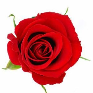 Aroma Rosa Tropical