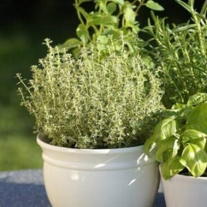 Aroma Romero &  Menta