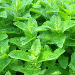 Aroma Menta Verde (spearmint)