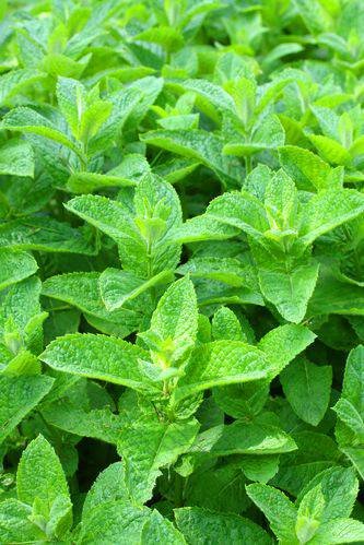 Aroma Menta Verde (spearmint)