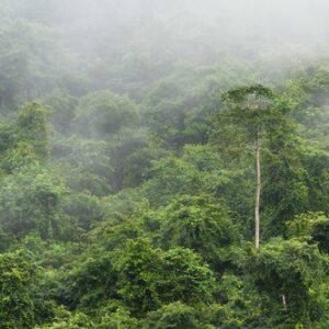 Aroma Lluvia Tropical