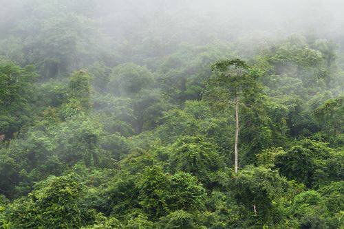 Aroma Lluvia Tropical