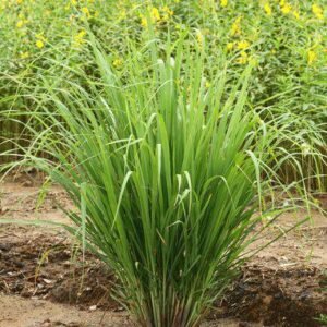 Aroma Lemongrass