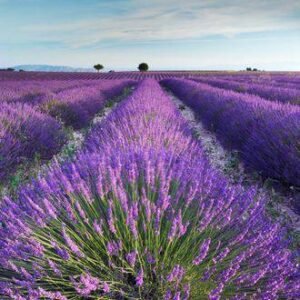 Aroma Lavanda Fresca