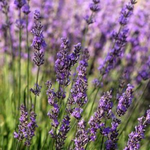 Aroma Lavanda Francesa