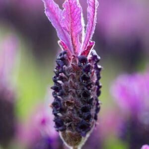 Aroma Lavanda Blossom