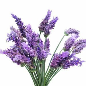Aroma Lavanda