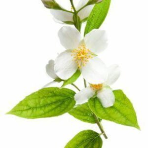 Aroma Jazmín Medianoche