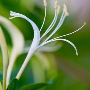 Aroma Honeysuckle