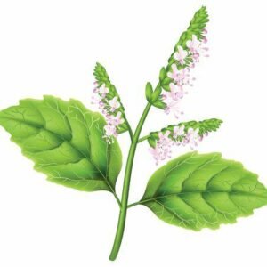 Aroma Flor Patchouli