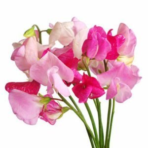 Aroma Flor Sweet Pea