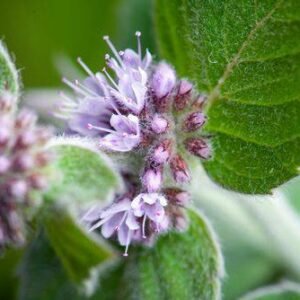 Aroma Eucalipto & Menta