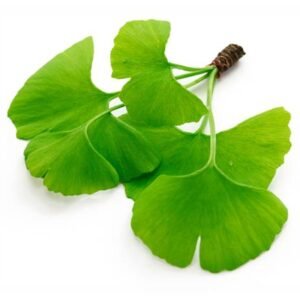 Extracto Gingko Biloba