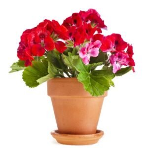 Aroma Geranio