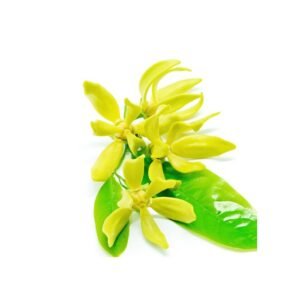 Aroma Ylang Ylang
