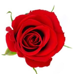 Aroma Petalos de Rosas