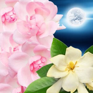 Aroma Sendero Lunar
